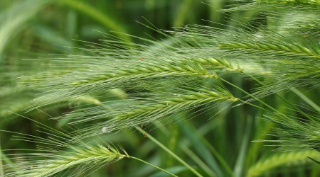 Gerste (Quelle: Pixabay)